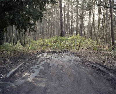 Under The Elms - photograph 1 of 12, Surrey, UK (2016)
