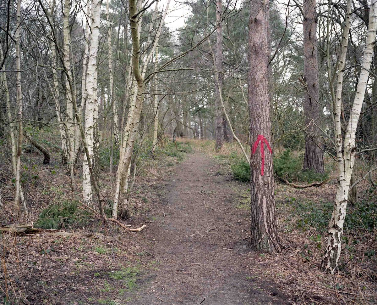 Under The Elms - photograph 4 of 12, Surrey, UK (2016)