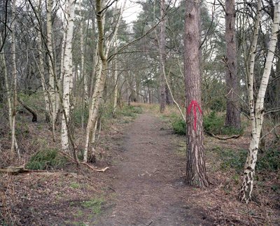 Under The Elms - photograph 4 of 12, Surrey, UK (2016)