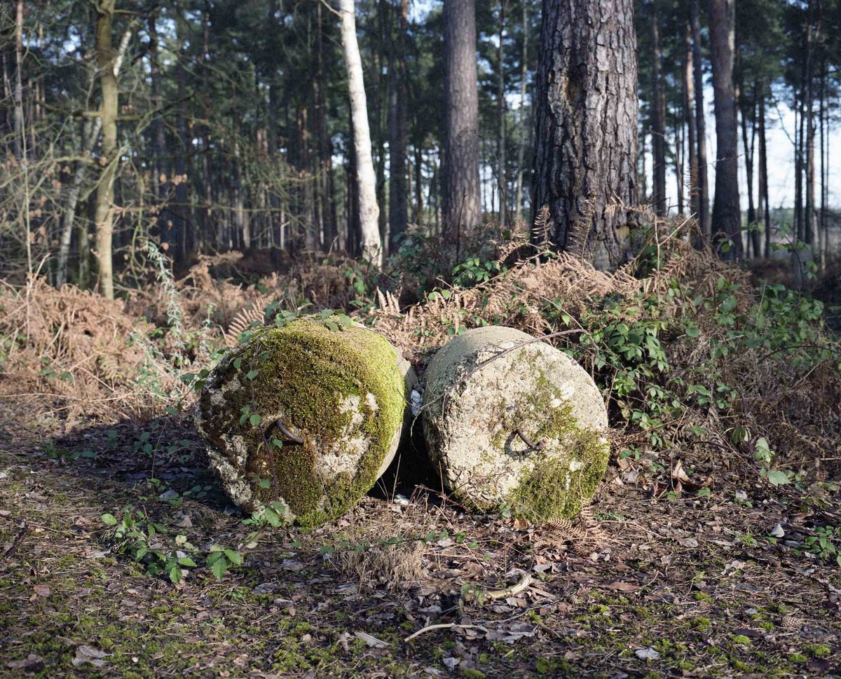Under The Elms - photograph 10 of 12, Surrey, UK (2016)