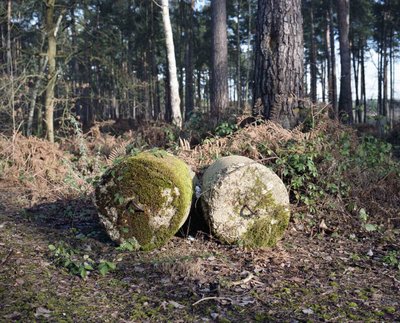Under The Elms - photograph 10 of 12, Surrey, UK (2016)