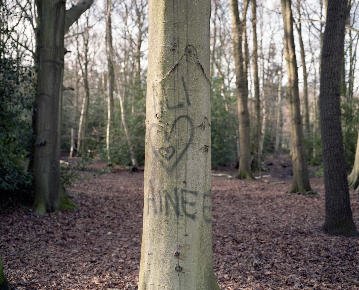 Under The Elms - photograph 12 of 12, Surrey, UK (2016)